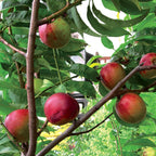 Prunus persica 'Goldmine'