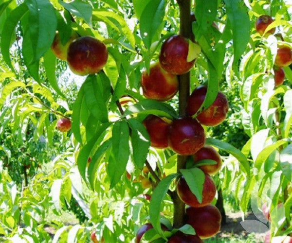 Prunus persica 'Goldmine' (ultra-dwarf form)