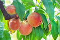 Prunus persica 'Halehaven'