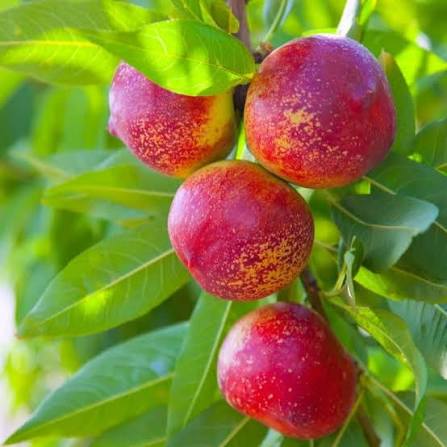 Prunus persica 'Harko'