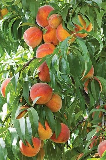 Prunus persica 'Honey Babe' (miniature form)