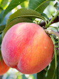 Prunus persica 'Mid-Pride'