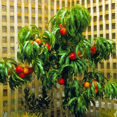 Prunus persica 'Necta Zee' (barrel form)