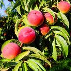 Prunus persica 'O'Henry'