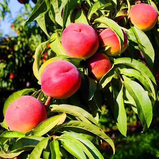 Prunus persica 'O'Henry'