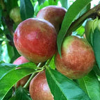 Prunus persica 'Panamint'