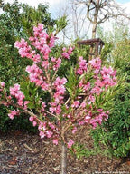 Prunus persica 'Pix Zee' (barrel form)