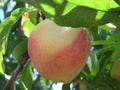 Prunus persica 'Polly White'