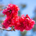 Prunus persica 'Red Baron' (ultra-dwarf form)