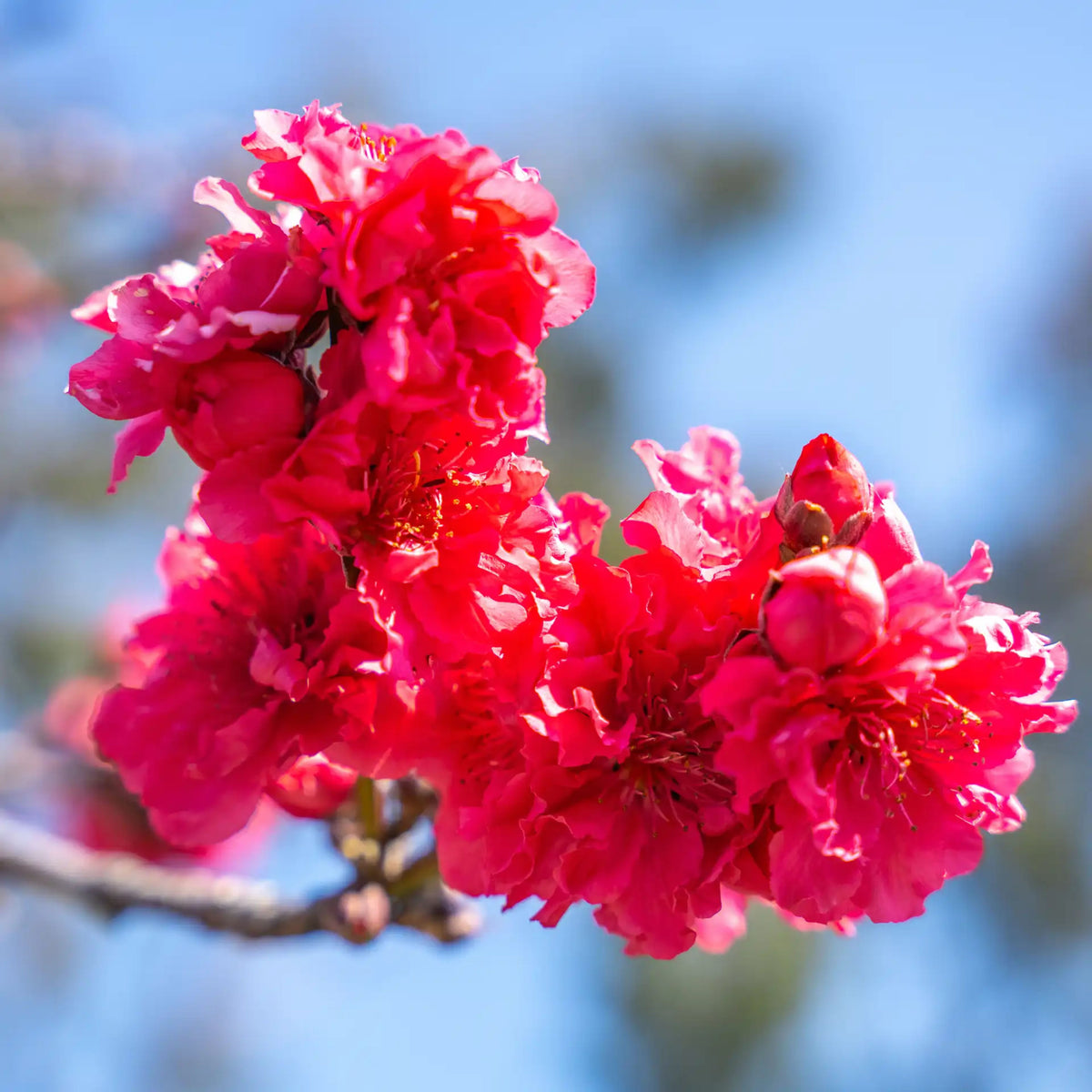 Prunus persica 'Red Baron' (ultra-dwarf form)