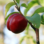Prunus persica 'Snow Queen'