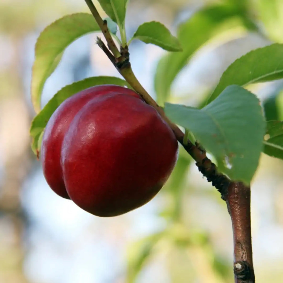 Prunus persica 'Snow Queen'