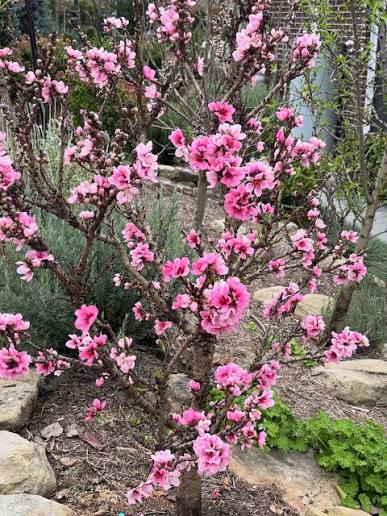 Prunus persica 'Snow Queen' (ultra-dwarf form)