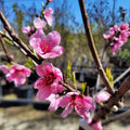 Prunus persica 'Stark Saturn' (ultra-dwarf form)
