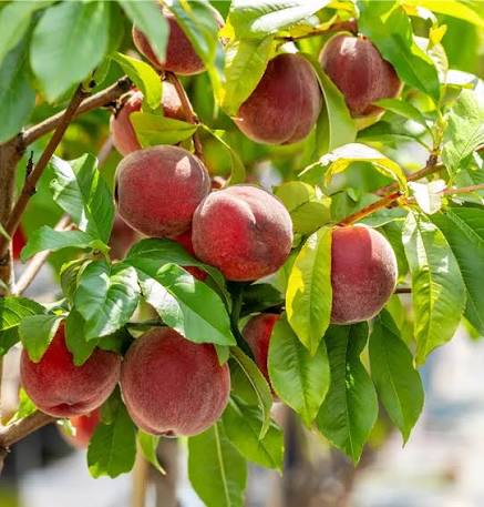 Prunus persica (assorted varieties)