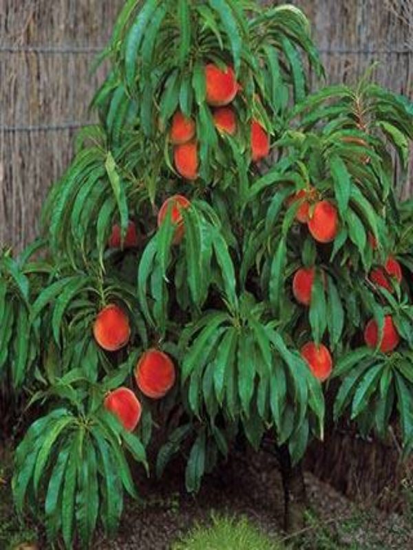 Prunus persica (dwarf form)