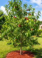 Prunus persica (dwarf form, barrel form)