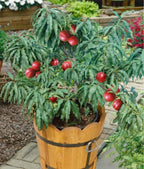 Prunus persica var. nucipersica (dwarf form)