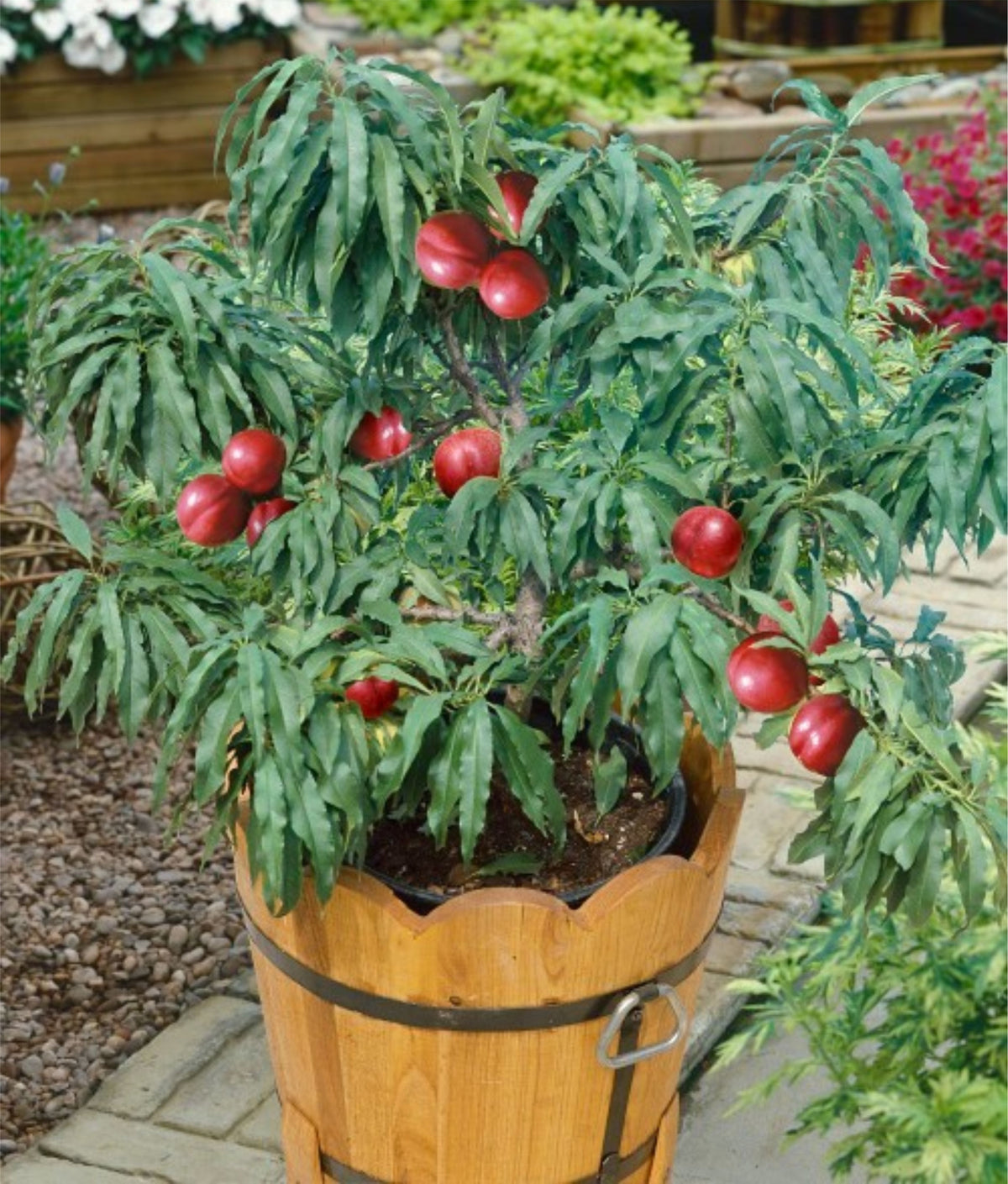 Prunus persica var. nucipersica (dwarf form)