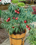 Prunus persica var. nucipersica (ultra-dwarf form)