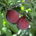 Prunus salicina 'Beauty'