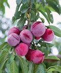 Prunus salicina 'Burgundy'