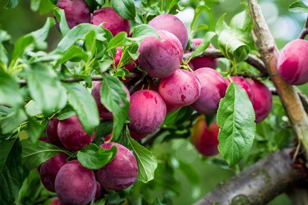 Prunus salicina 'Elephant Heart'