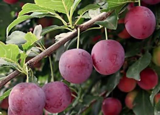 Prunus salicina 'Mariposa'