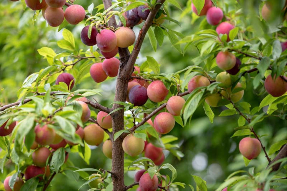 Prunus salicina 'Methley'