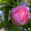Prunus salicina 'Santa Rosa'