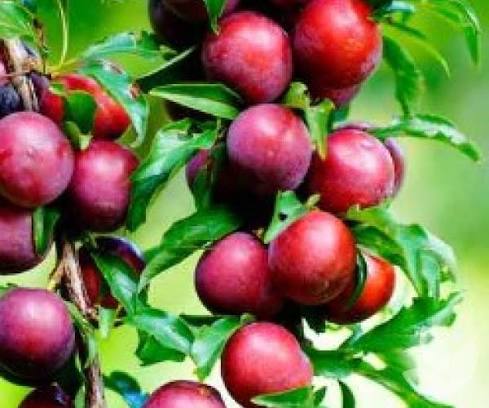 Prunus salicina 'Satsuma'