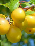 Prunus salicina 'Wickson'
