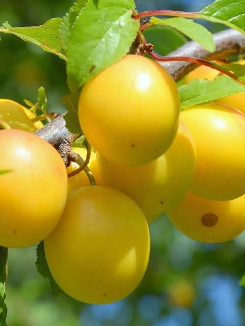 Prunus salicina 'Wickson'