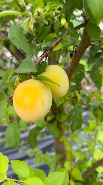 Prunus salicina (ultra-dwarf form)