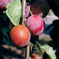 Prunus salicina × Prunus americana 'Superior'