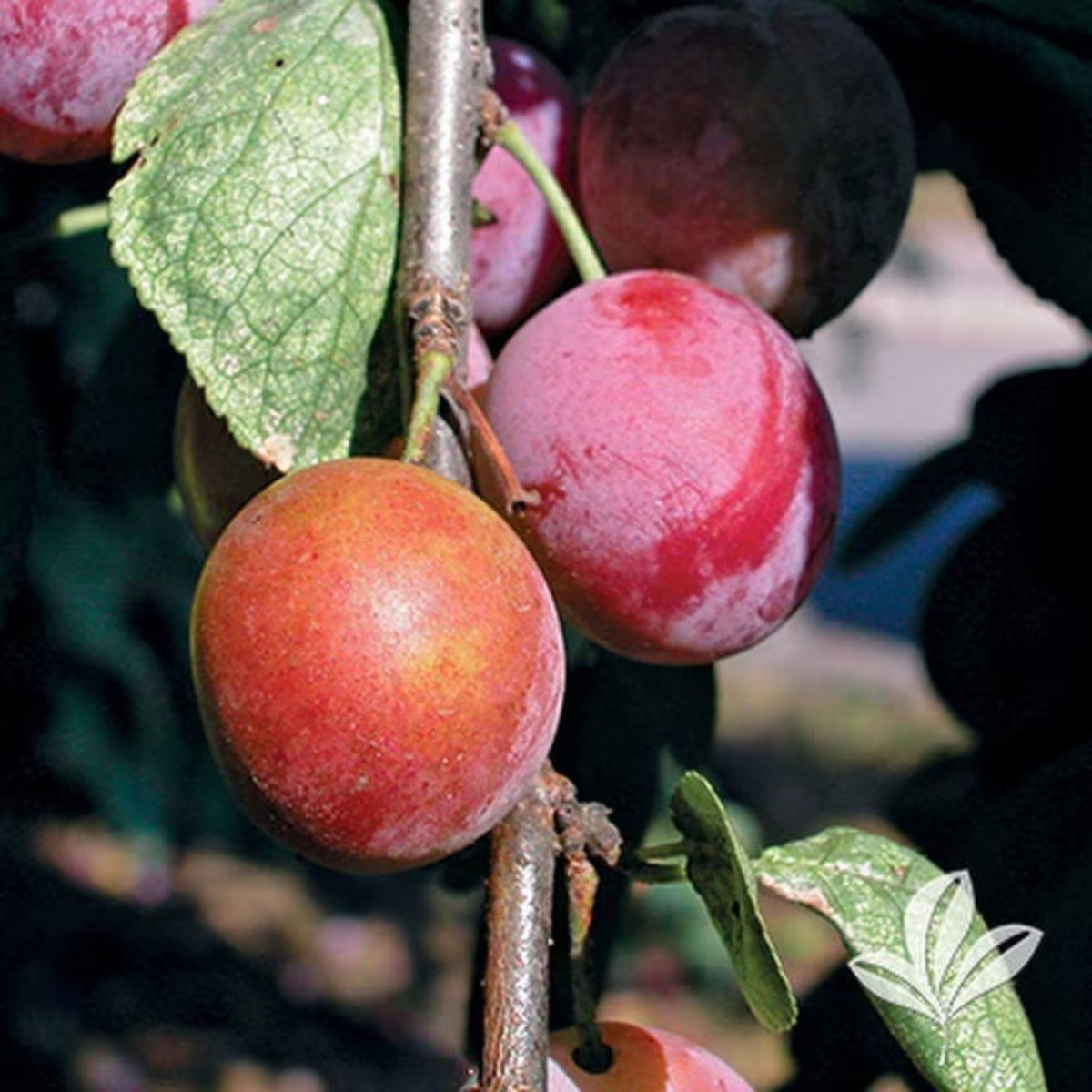 Prunus salicina × Prunus americana 'Superior'