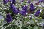 Buddleja davidii 'Pugster Blue'