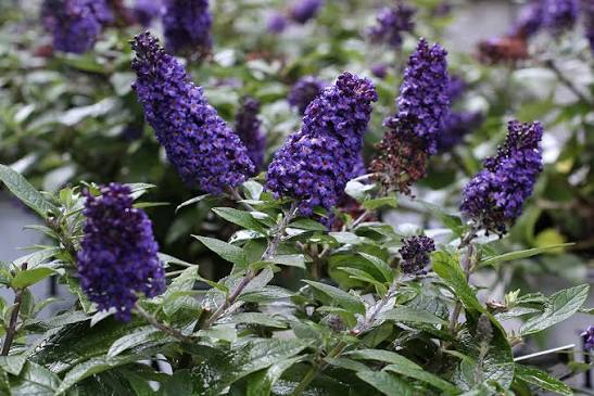 Buddleja davidii 'Pugster Blue'