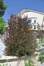 Dodonaea viscosa 'Purpurea' (column form)