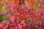 Berberis thunbergii 'Atropurpurea'