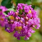 Lagerstroemia × 'Purple Magic'