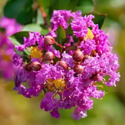 Lagerstroemia × 'Purple Magic'