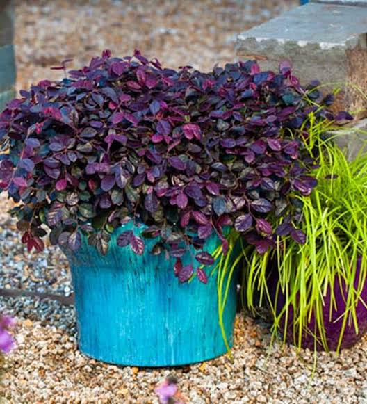 Loropetalum chinense 'Purple Pixie'