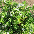 Myoporum parvifolium 'Putah Creek'