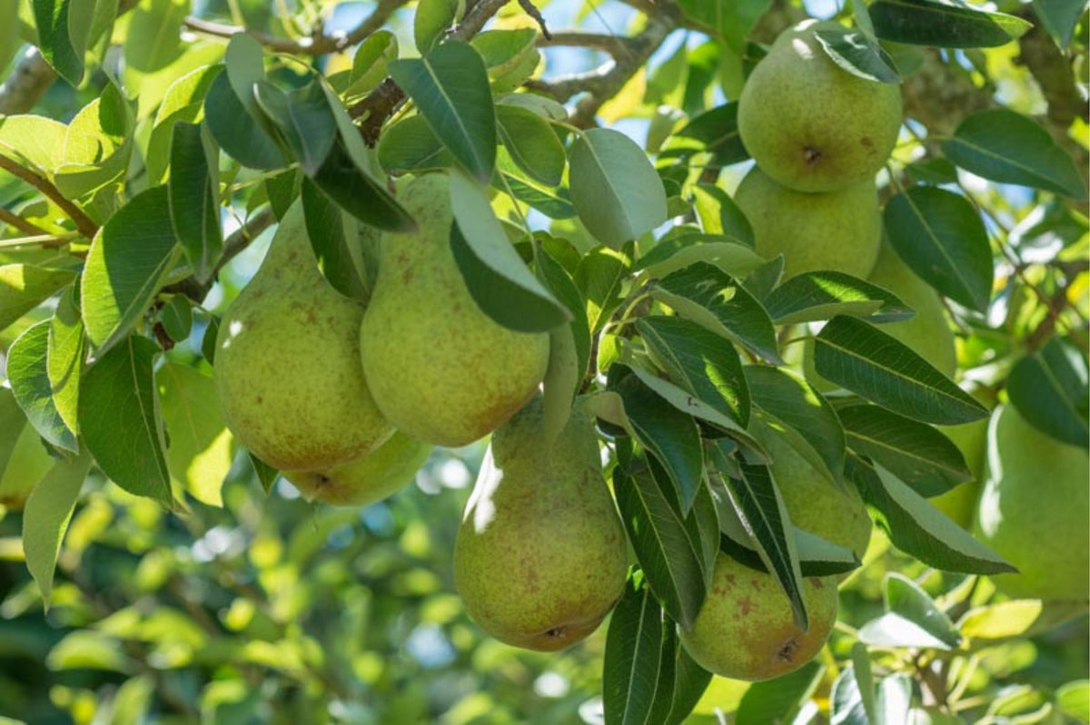 Pyrus communis 'Bartlett'