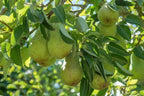 Pyrus communis 'Bartlett' (ultra-dwarf form)