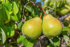 Pyrus communis 'Comice'