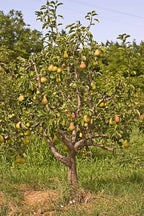 Pyrus communis 'D'Anjou'