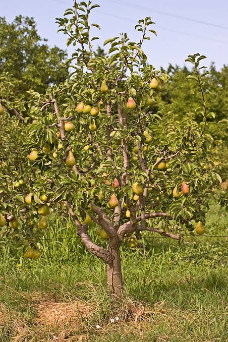 Pyrus communis 'D'Anjou'