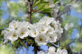 Pyrus communis 'D'Anjou' (ultra-dwarf form)